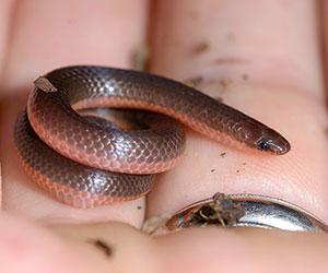 tiny brown snake in hand