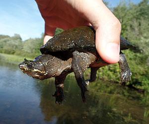 small brown turtle being held by a hand