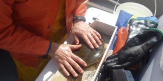 winter flounder being measured
