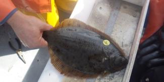 Legal sized winter flounder are tagged and released