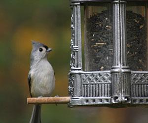 bird on bird feeder