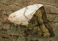 lymantria dispar (LDD) (formerly gypsy moth)