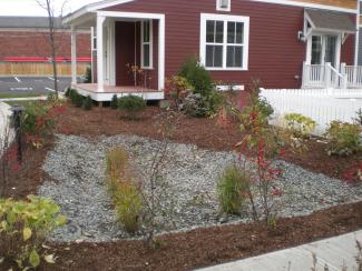 plants in brown mulch and grey rocks