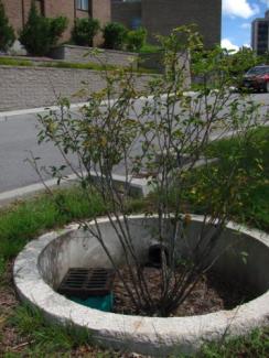 A tree box filter at URI with visible overflow, inlet pipe, and adjacent stormdrain, Kingston