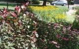 rows of red-leaved plants and yellow-flowered plants