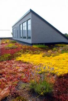 The green roof on Potter League for Animals showcases sedum plants, in Newport