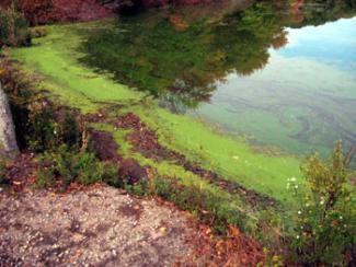 Algae in a pond