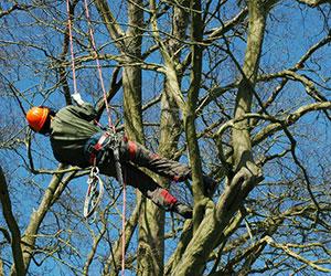man climbing tree with safety ropes and rigging