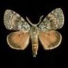 Asian gypsy moth