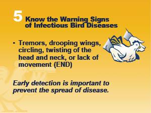 Know the warning signs of infectious bird diseases