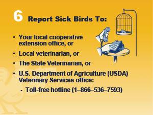 Report Sick Birds to