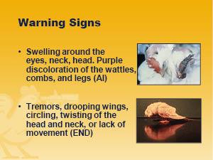Warning signs with pictures of afflicted birds