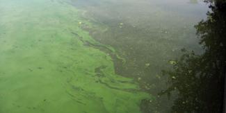 Film on surface of water from blue-green algae 