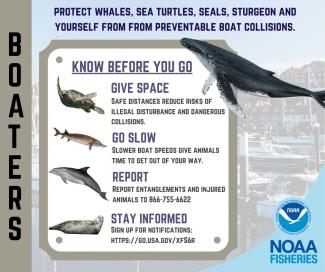 Know before you go chart with information on avoiding boat collisions with marine life