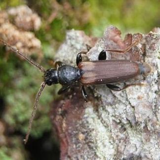 Brown Spruce Longhorned Beetle