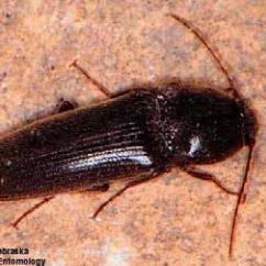 Click Beetle / Wireworms
