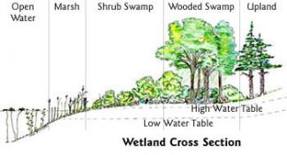 Fresh water wetland chart