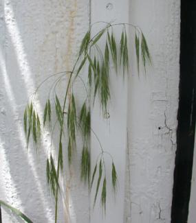 Drooping Brome Grass tall