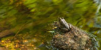 Frog on a rock