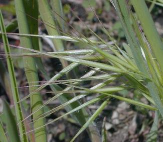 Drooping Brome Grass