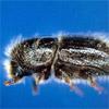 european spruce bark beetle