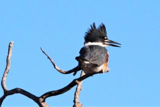 Belted Kingfisher_Mill Cove North Kingstown
