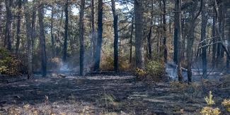 smoke rising from forest floor