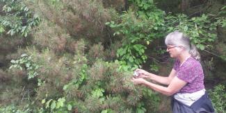 URI Plant Pathologist Heather Faubert photographing needle damage on an eastern white pine