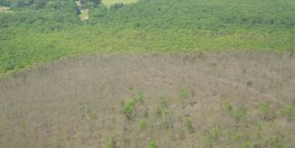 Deforestation caused by Lymantria dispar