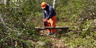 Person using chainsaw on a fallen branch