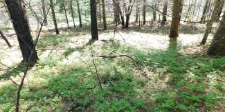 small branches on grass in a forest