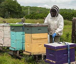 beekeeper looking at boxes of beehives