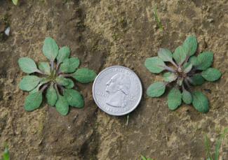 Horseweed with coin