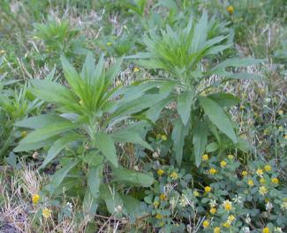 Horseweed plants