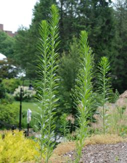 Horseweed tall 