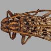 japanese pine sawyer beetle