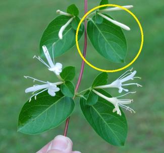 Japanese Honeysuckle flower