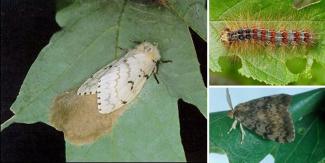 images of life stages of a gypsy moth