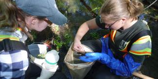 Collecting invertebrates in wadeable streams with a net