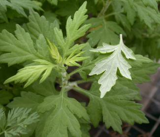 Mugwort leafs