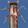 Oak Ambrosia Beetle
