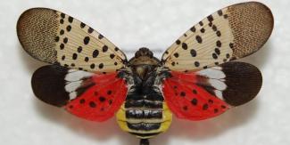 spotted lantern fly adult