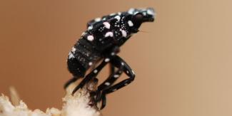 spotted lanternfly nymph