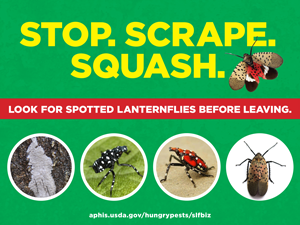 stop. scrape. squash. with bug images