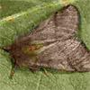 Oak Processionary Moth on leaf