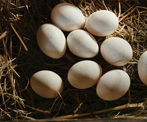 eggs in a nest