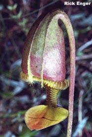 Pitcher Plant