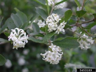 Privets flowers