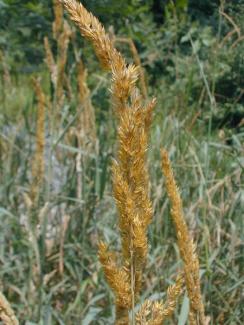 Reed Canary Grass flowers