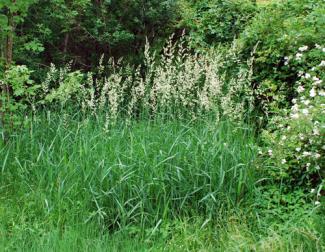 Reed Canary Grass tall flowers